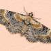 Eupithecia linariata - Photo (c) Paolo Mazzei, μερικά δικαιώματα διατηρούνται (CC BY-NC), uploaded by Paolo Mazzei