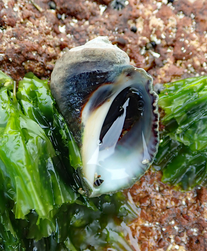 Haustrum haustorium