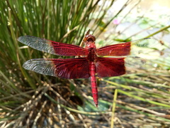 Camacinia gigantea