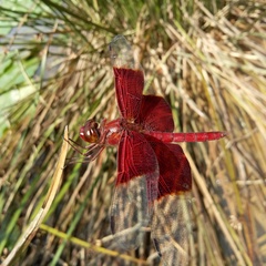 Camacinia gigantea