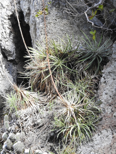 Agave microceps