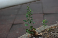 Chenopodium album