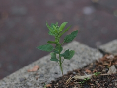 Chenopodium album