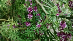 Carmichaelia odorata