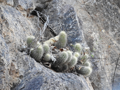 Echinocereus ortegae