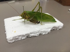 Rectimarginalis fuscospinosa