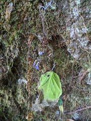 Streptocarpus goetzei image