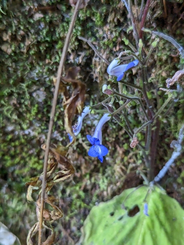 Streptocarpus goetzei image