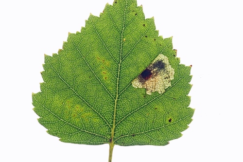 Large Birch Pigmy