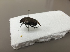 Protaetia orientalis
