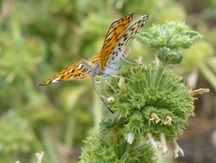 Apodemia chisosensis