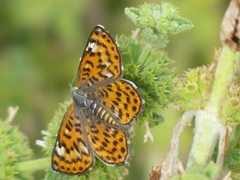 Apodemia chisosensis