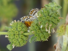 Apodemia chisosensis