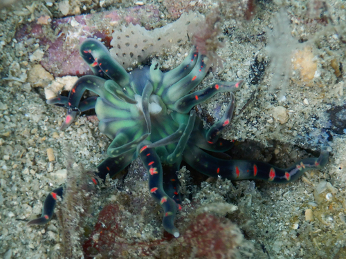 Edwardsianthus pudicus