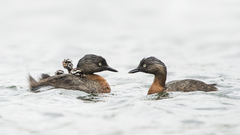 New Zealand Grebe photo 3