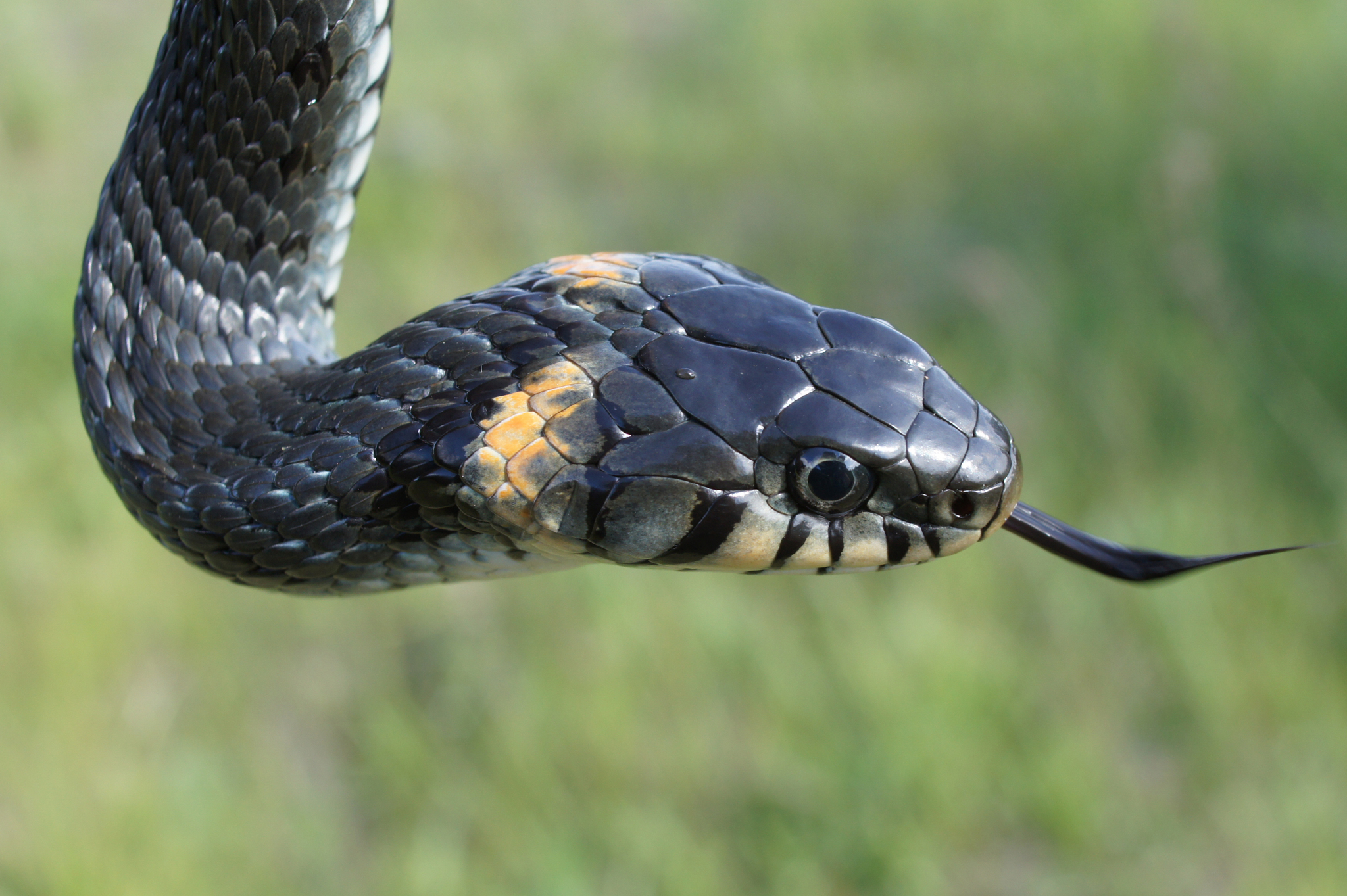 Grass Snake - Natrix Natrix Stock Image - Image of nature, defense