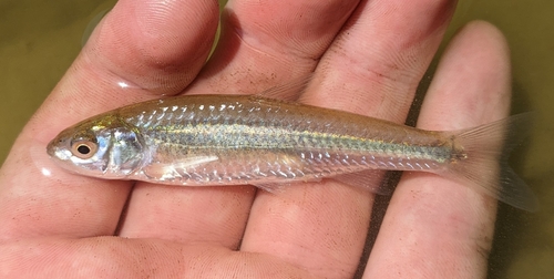 Notropis blennius (Girard, 1856)