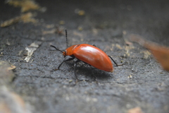 Strongylium hoepfneri