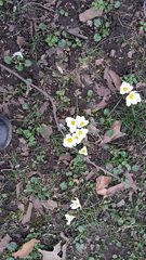 Crocus