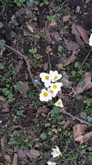 Crocus