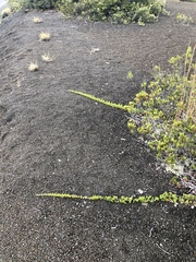 Coprosma ernodeoides