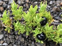 Coprosma ernodeoides