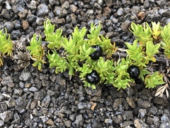 Coprosma ernodeoides