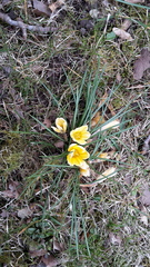 Crocus