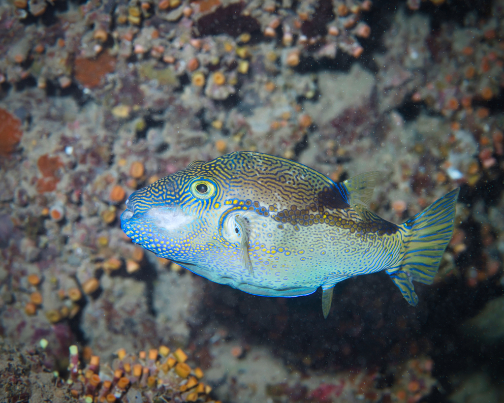 Brown-Lined Puffer