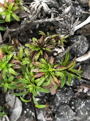 Dubautia scabra