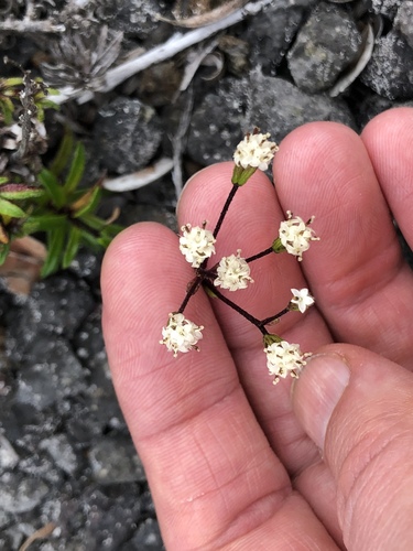 Dubautia scabra