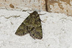 Polyphaenis sericata