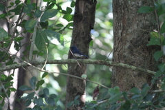 Cyornis hainanus