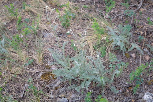 Tanacetum kittaryanum, photograph 5
