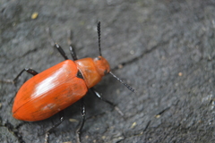 Strongylium hoepfneri