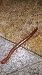 Scolopendra dehaani