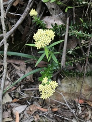 Cassinia denticulata