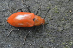 Strongylium hoepfneri