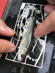 Opsariichthys pachycephalus