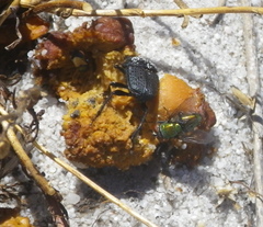 Scarabaeus intricatus