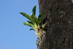 Grammatophyllum elegans