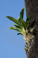 Grammatophyllum elegans