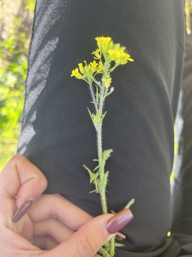 Sisymbrium loeselii iNat (2)