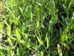 Psoralea asarina
