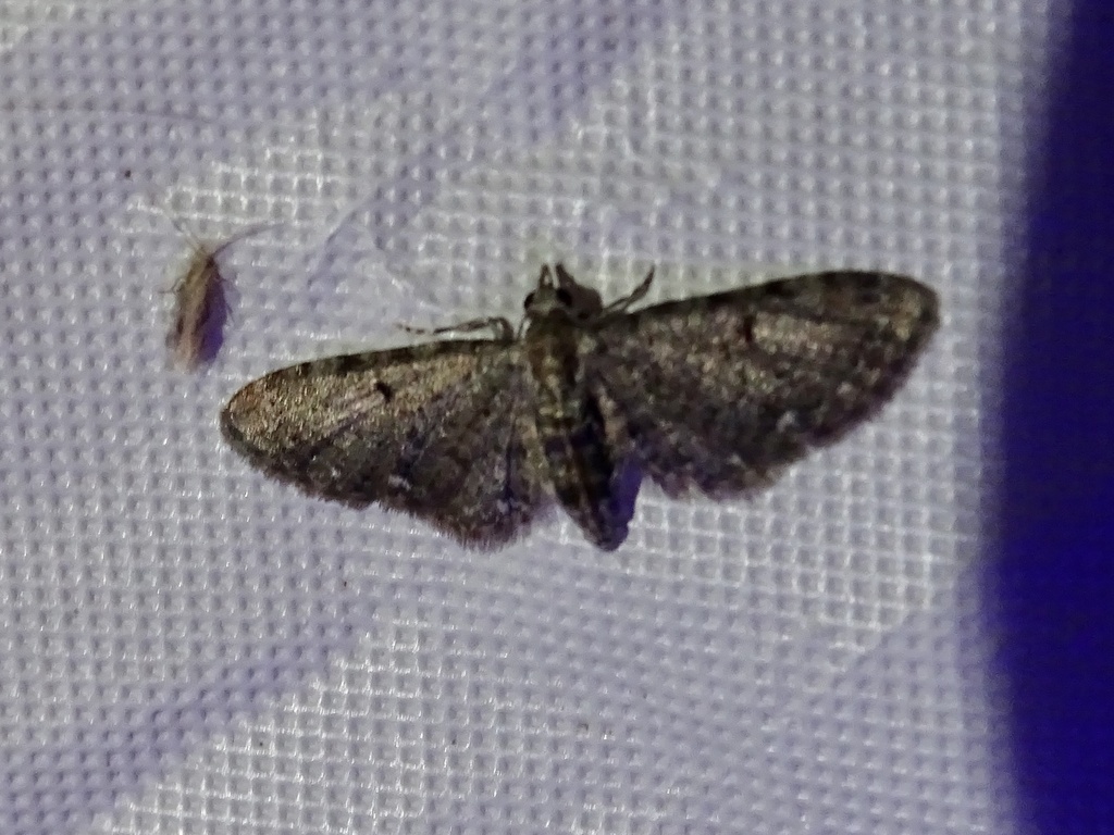 Common Eupithecia Moth