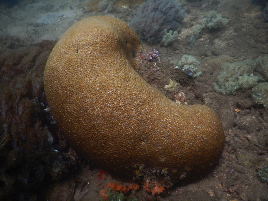 Astrea rotulosa