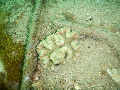 Trachyphyllia geoffroyi