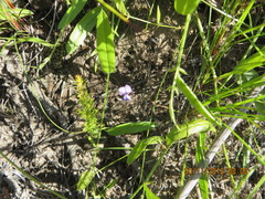 Psoralea asarina