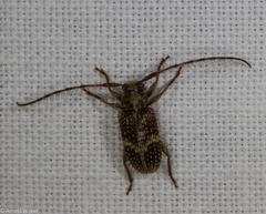 Exocentrus alboguttatus