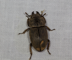 Lucanidae